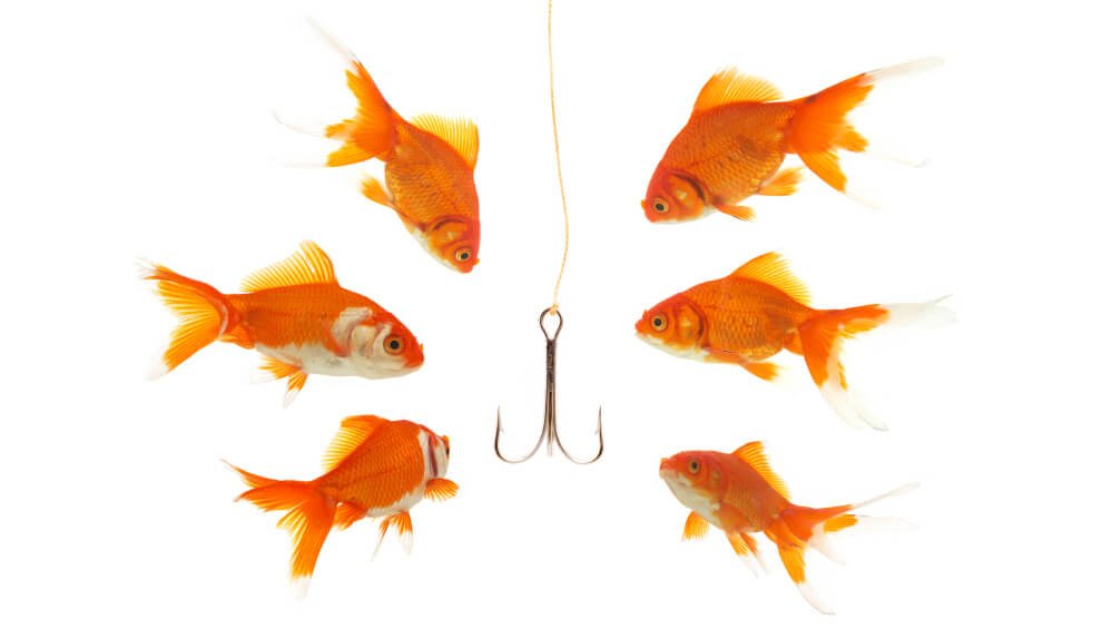 goldfishes looking to the fishhook